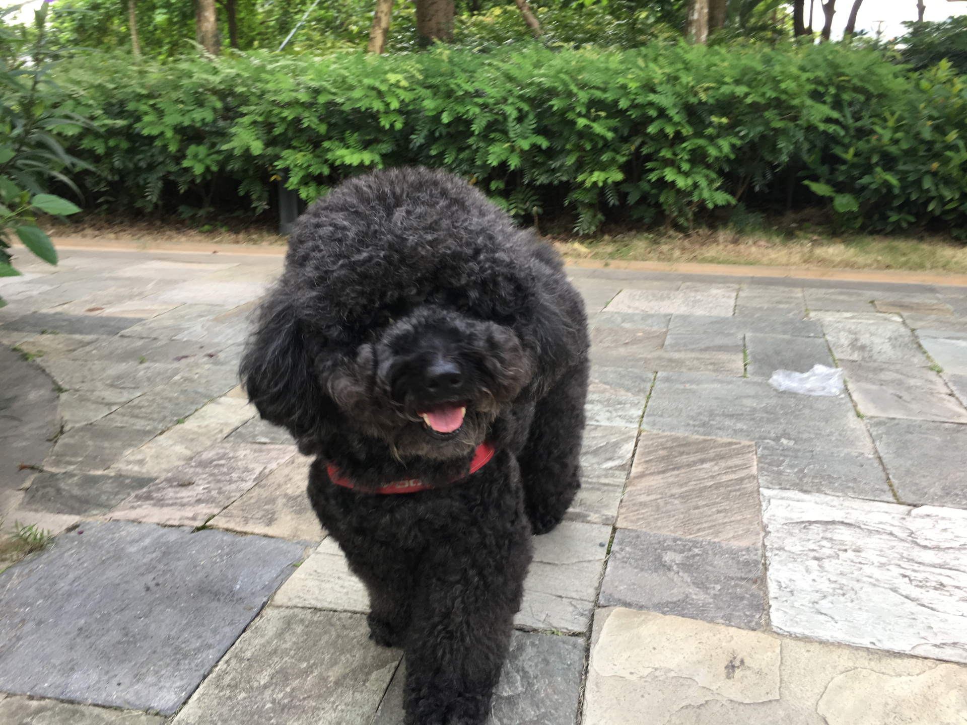 My lovely "puppy" -- HeiCha 黑茶